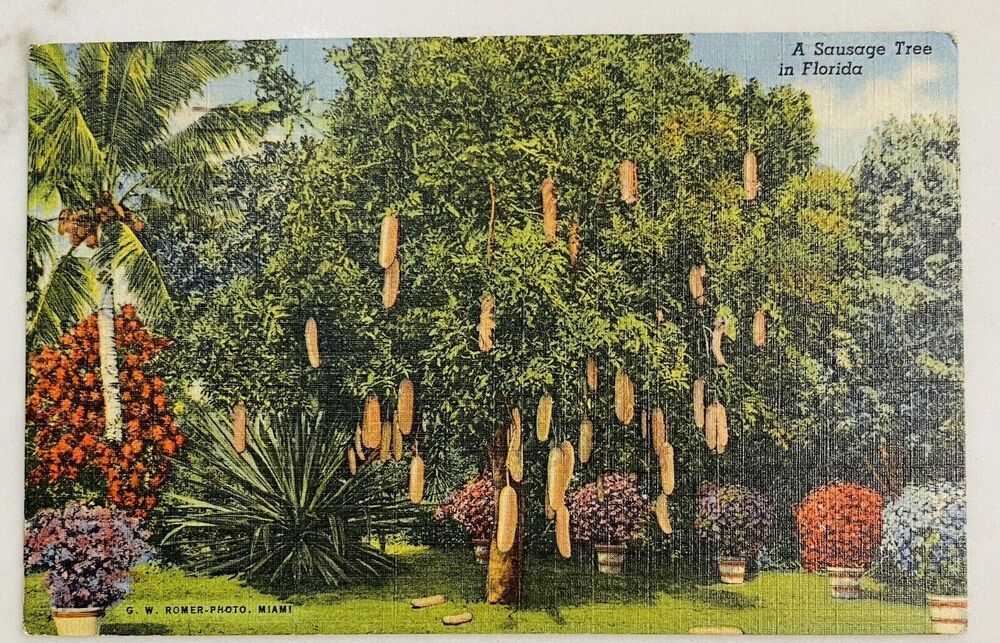 1957 Vintage Postcard The Sausage Tree Fetish Riviera Gardens Miami Florida USA